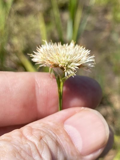 Rhynchospora pallida, photographed by Alan Weakley