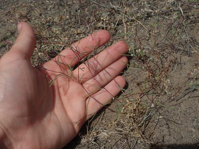 Gayophytum ramosissimum, photographed by Nolan Exe