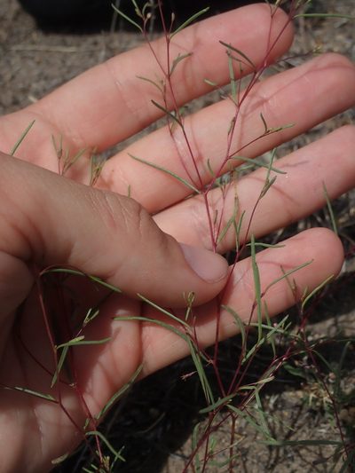 Gayophytum ramosissimum, photographed by Nolan Exe