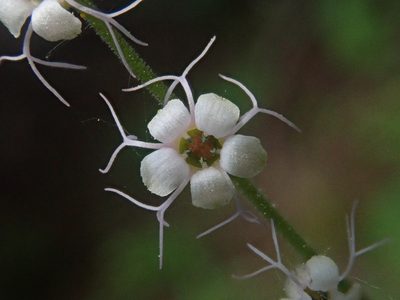 Ozomelis stauropetala, photographed by Nolan Exe