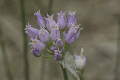 Allium geyeri, photographed by Craig Martin