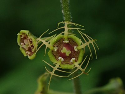 Pectiantia pentandra, photographed by Nolan Exe