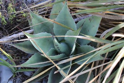 Agave ovatifolia, photographed by Francisco Martínez González
