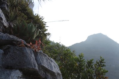 Agave ovatifolia, photographed by Francisco Martínez González