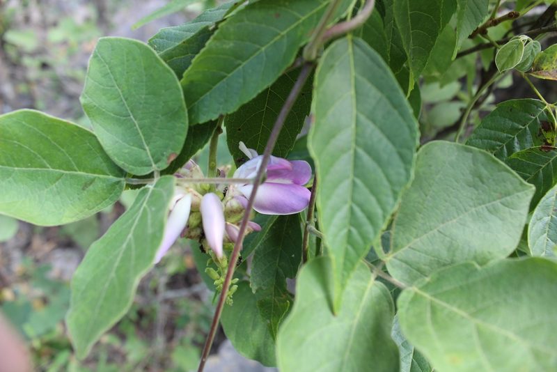 Canavalia septentrionalis, photographed by Francisco Martínez González