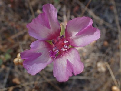 Clarkia imbricata, photographed by Scott Yarger