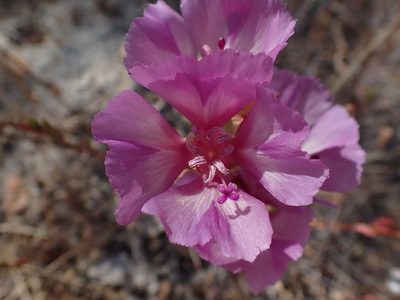 Clarkia imbricata, photographed by Scott Yarger