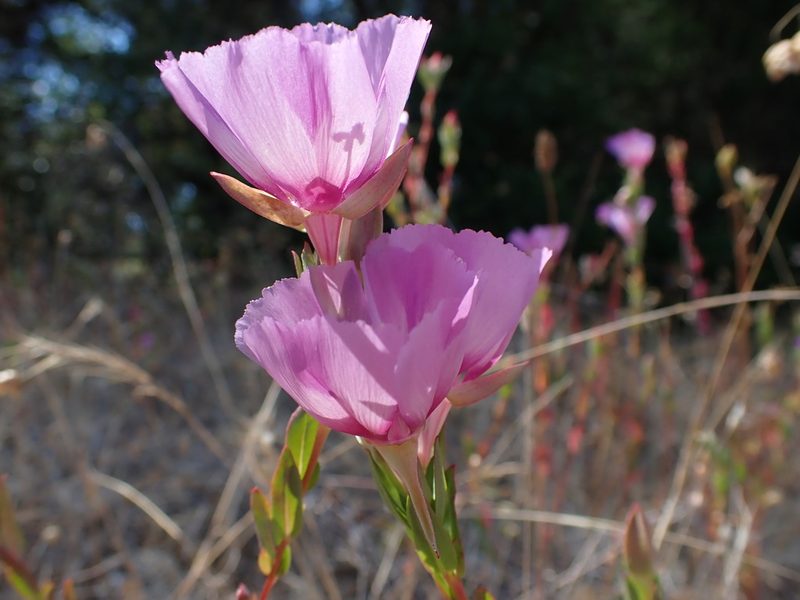 Clarkia imbricata, photographed by Scott Yarger