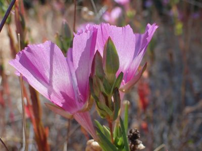 Clarkia imbricata, photographed by Scott Yarger