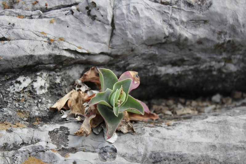 Tradescantia brevifolia, photographed by Francisco Martínez González