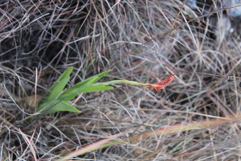 Dichromanthus cinnabarinus, photographed by Francisco Martínez González