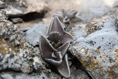 Lenophyllum guttatum, photographed by Francisco Martínez González