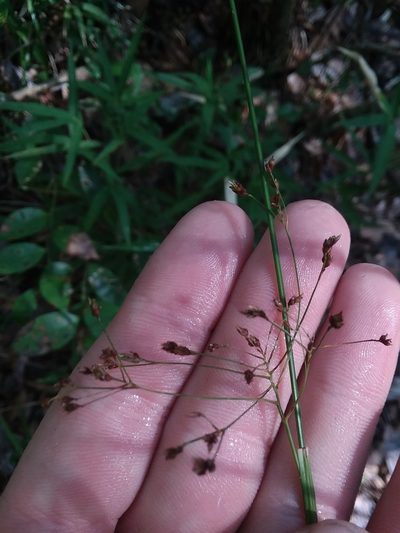 Rhynchospora mixta, photographed by Will McFarland