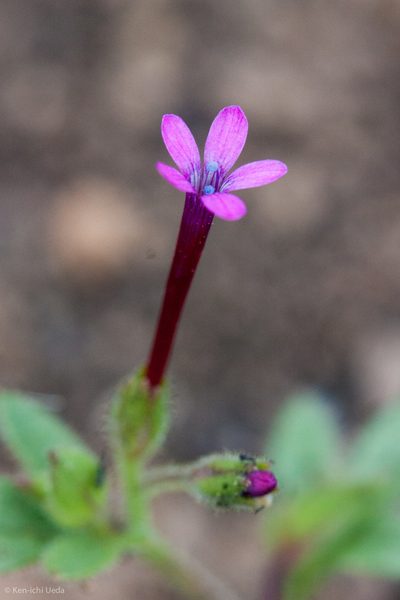 Allophyllum divaricatum, photographed by Ken-ichi Ueda