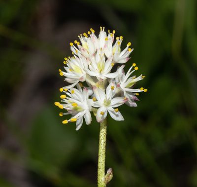 Triantha occidentalis, photographed by Don Loarie