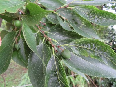 Aphananthe aspera, photographed by Marco Mussita