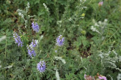 Veronica pinnata, photographed by Нурхайдарова Татьяна