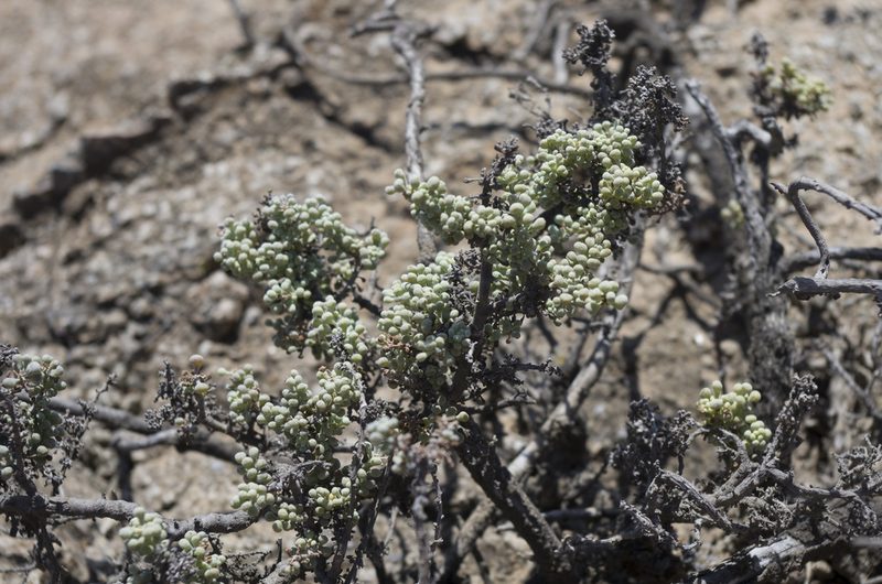 Nolana peruviana, photographed by Jorge Herreros de Lartundo