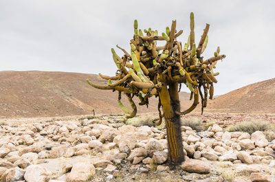 Browningia candelaris, photographed by Jorge Herreros de Lartundo