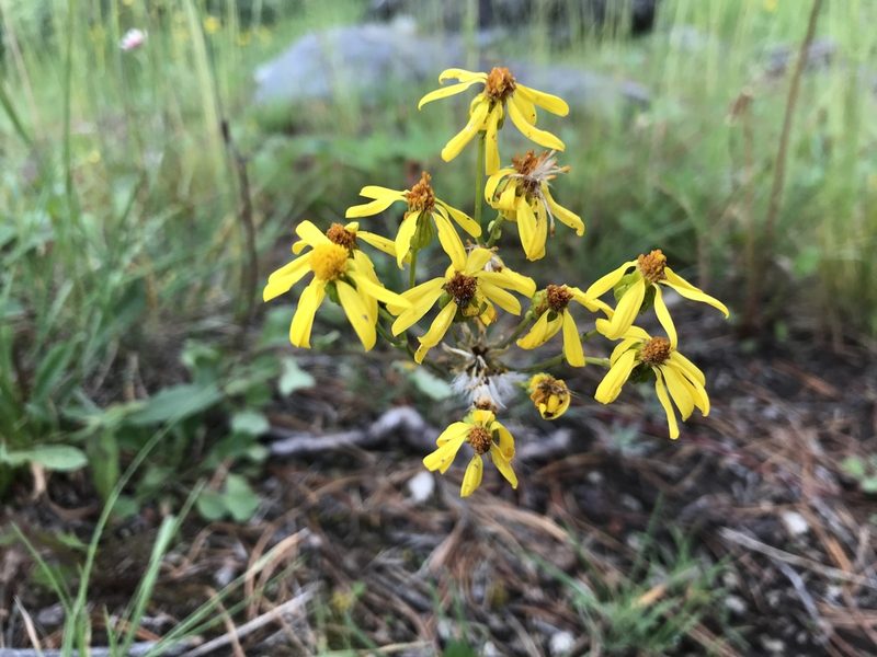 Packera streptanthifolia, photographed by Caleb Catto