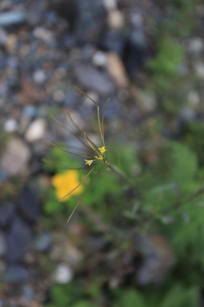 Sisymbrium heteromallum, photographed by Нурхайдарова Татьяна
