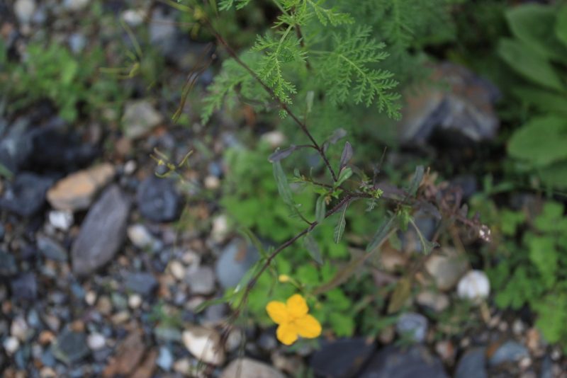 Sisymbrium heteromallum, photographed by Нурхайдарова Татьяна