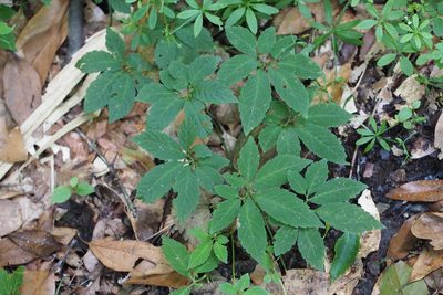 Gynostemma pentaphyllum, photographed by harum.koh
