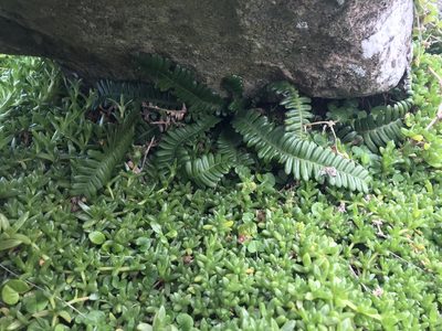 Austroblechnum durum, photographed by Tim Park