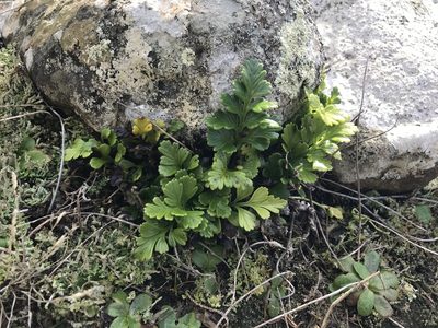 Asplenium chathamense, photographed by Tim Park