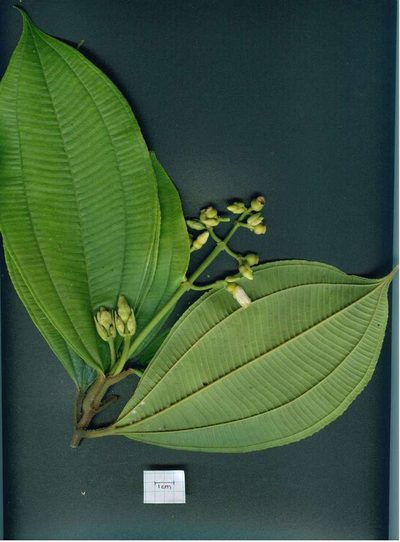 Miconia lasiopoda, photographed by Eduardo Chacón Madrigal