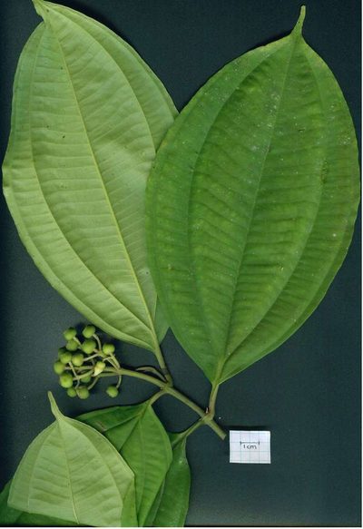 Miconia tenuifolia, photographed by Eduardo Chacón Madrigal