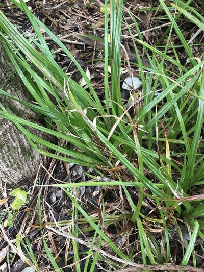 Carex ventosa, photographed by Tim Park