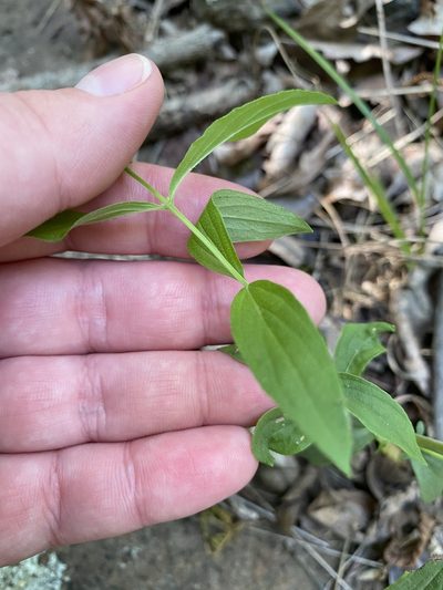 Pycnanthemum torreyi, photographed by Bonnie Semmling