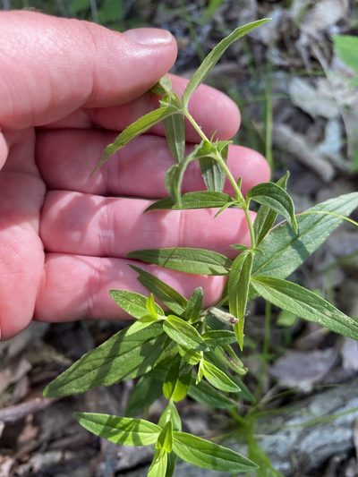 Pycnanthemum torreyi, photographed by Bonnie Semmling
