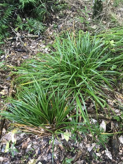 Carex ventosa, photographed by Tim Park