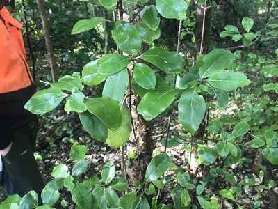 Coprosma chathamica, photographed by Tim Park