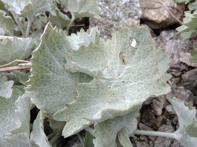 Adenostyles leucophylla