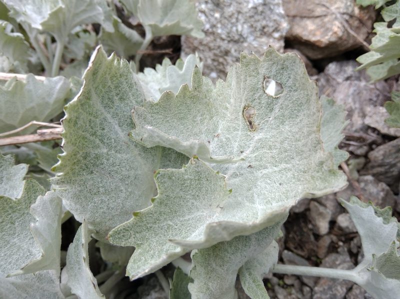Adenostyles leucophylla, photographed by Ben Costamagna