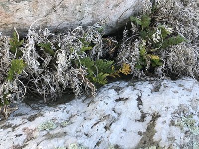 Asplenium chathamense, photographed by Tim Park