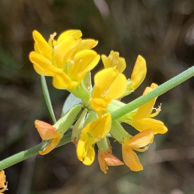 Acmispon dendroideus, photographed by Krista Maxwell