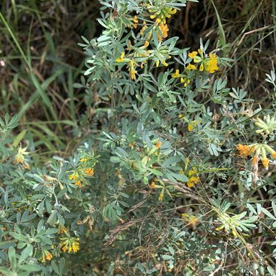 Acmispon dendroideus, photographed by Krista Maxwell