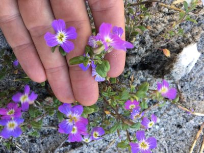 Malcolmia maritima, photographed by Tim Park