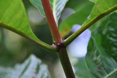 Isertia haenkeana, photographed by Eduardo Chacón Madrigal