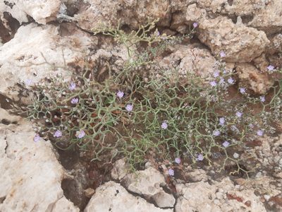 Limonium cancellatum, photographed by Martin Scheuch