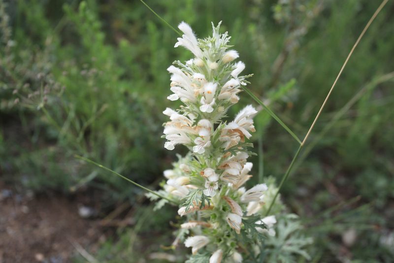 Panzerina lanata, photographed by Нурхайдарова Татьяна