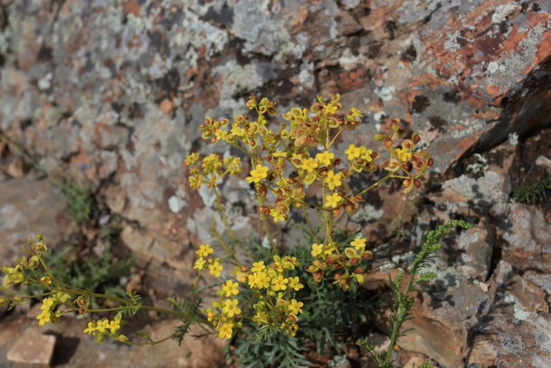 Patrinia intermedia, photographed by Нурхайдарова Татьяна