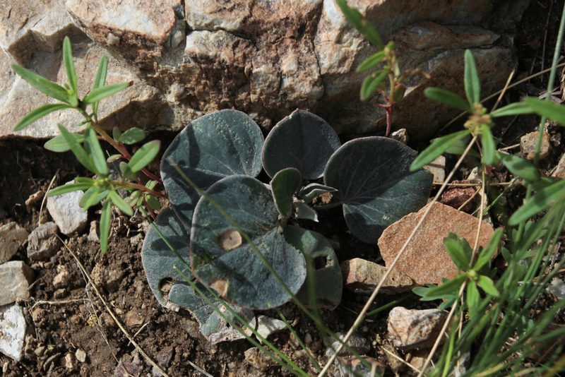 Gueldenstaedtia monophylla, photographed by Нурхайдарова Татьяна