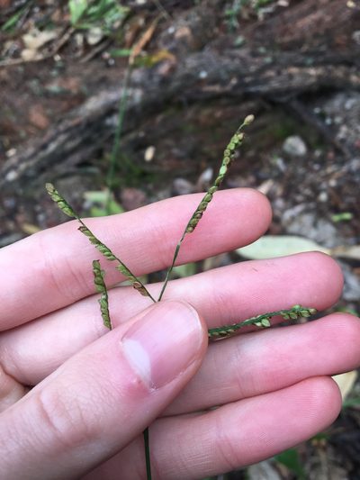Paspalum mandiocanum, photographed by Thomas Mesaglio