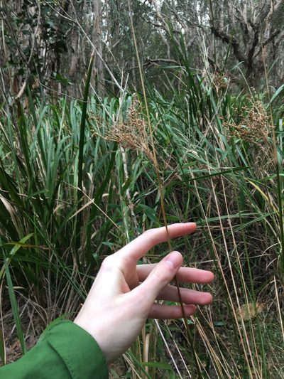 Juncus mollis, photographed by Thomas Mesaglio