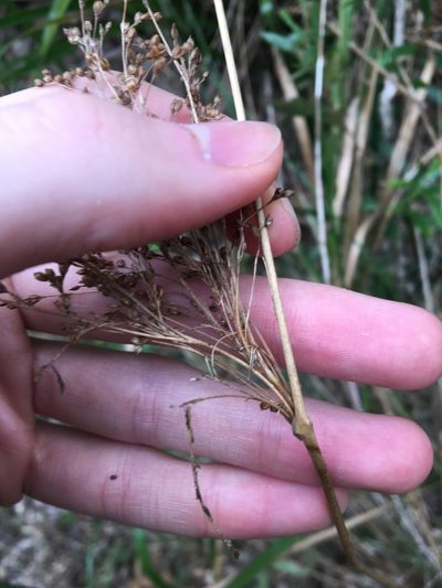 Juncus mollis, photographed by Thomas Mesaglio